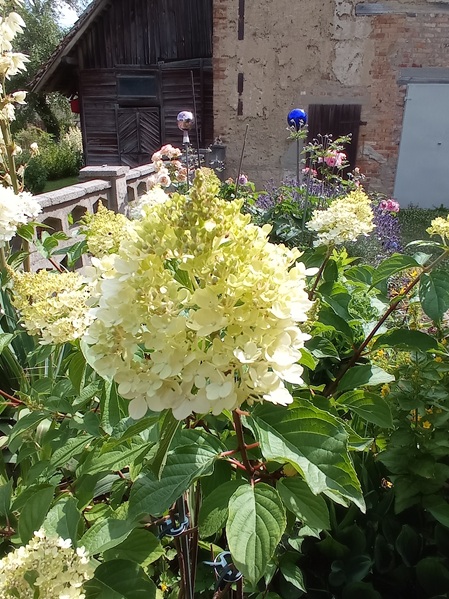 blüte