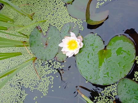 seerose