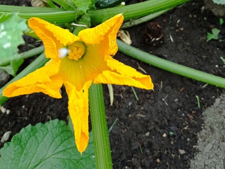 blüte